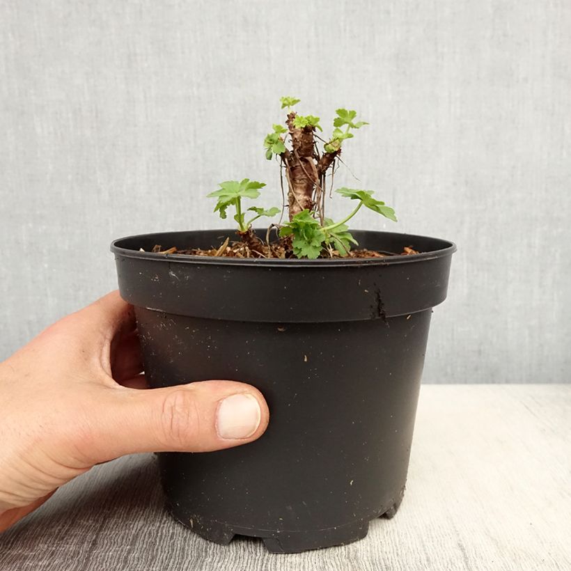 Exemplaar van Geranium macrorrhizum White Ness - Rotsooievaarsbek Pot van 2 l/3 l zoals geleverd in de lente