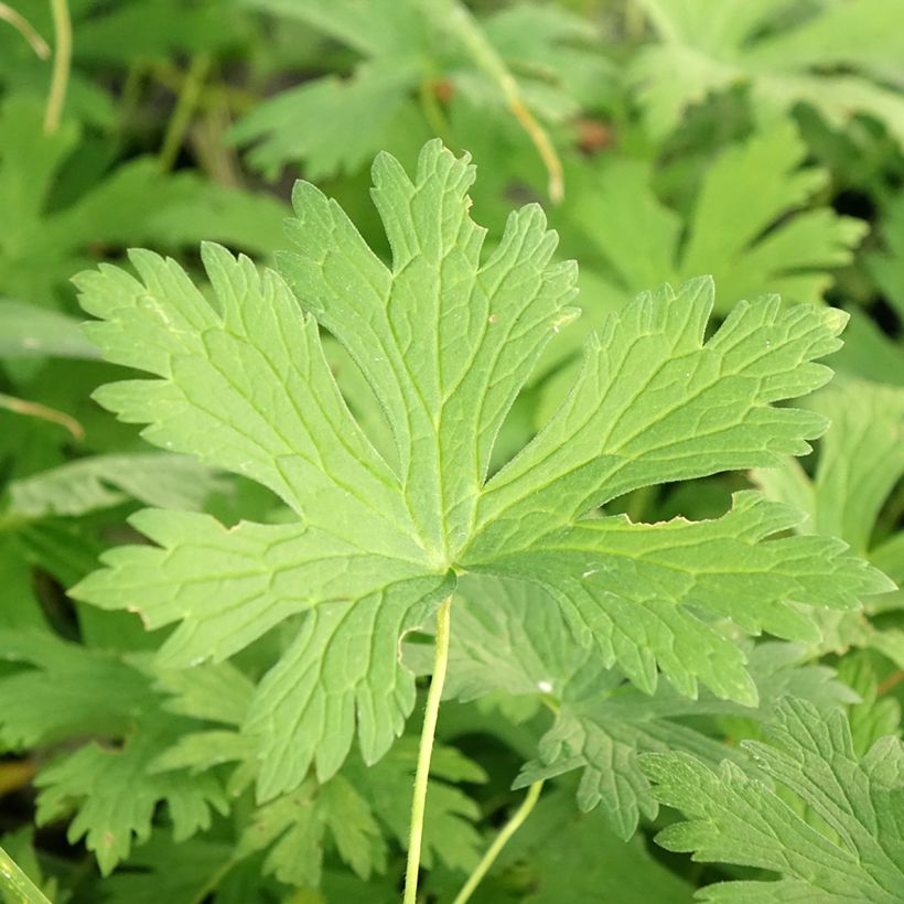 Geranium maculatum Chatto - Gevlekte ooievaarsbek (Blad)