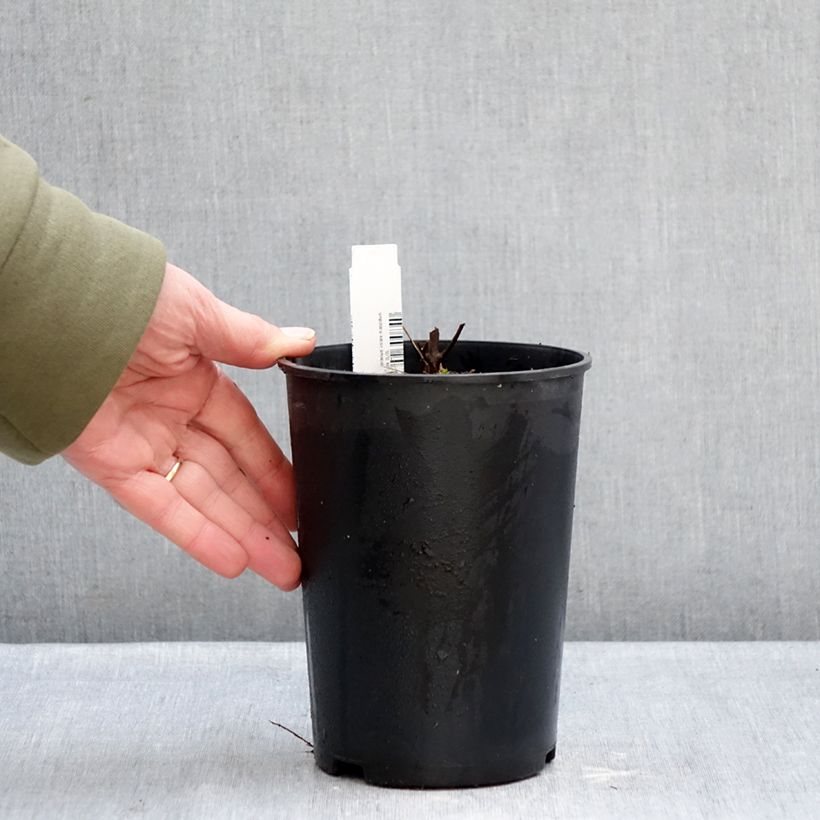 Exemplaar van Geranium maculatum Chatto - Gevlekte ooievaarsbek Pot van 2 l/3 l zoals geleverd in de winter