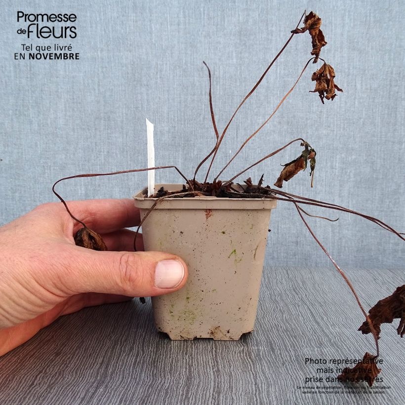 Exemplaar van Geranium maculatum Espresso - Gevlekte ooievaarsbek Kweekpotje van 8/9 cm zoals geleverd in de herfst
