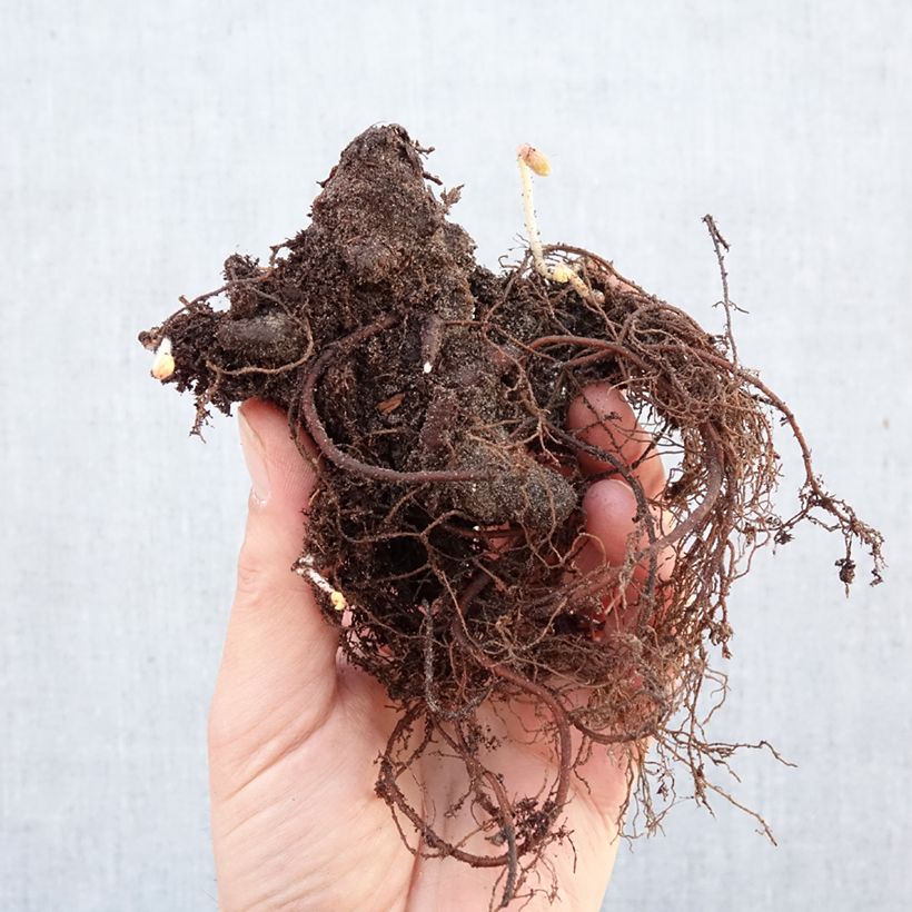 Exemplaar van Geranium maculatum Espresso - Gevlekte ooievaarsbek Naakte wortel zoals geleverd in de winter