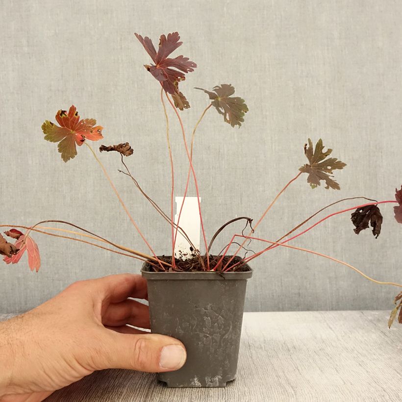 Exemplaar van Geranium maculatum Stormy Night - Gevlekte ooievaarsbek Kweekpotje van 8/9 cm zoals geleverd in de herfst