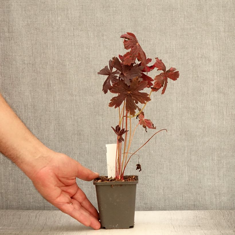 Exemplaar van Geranium maculatum Stormy Night - Gevlekte ooievaarsbek Kweekpotje van 8/9 cm zoals geleverd in de zomer