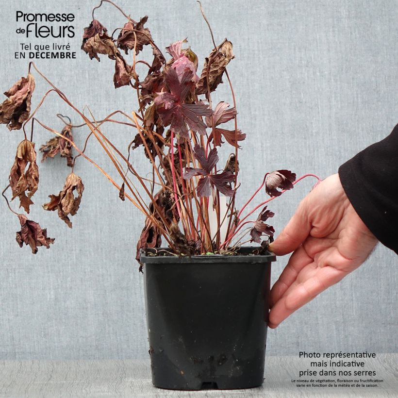 Exemplaar van Geranium maculatum Stormy Night - Gevlekte ooievaarsbek Pot van 2 l/3 l zoals geleverd in de herfst