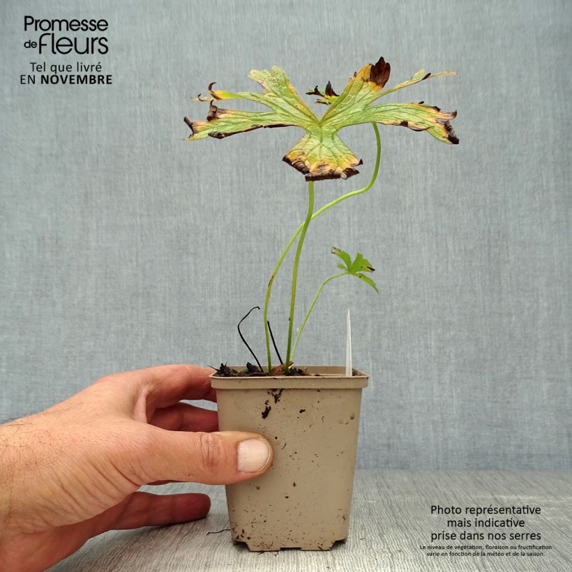 Exemplaar van Geranium maculatum var. album - Gevlekte ooievaarsbek Kweekpotje van 8/9 cm zoals geleverd in de herfst