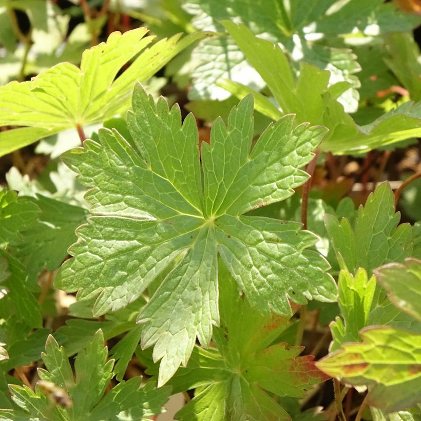 Geranium maculatum Vickie Lynn - Gevlekte ooievaarsbek (Blad)
