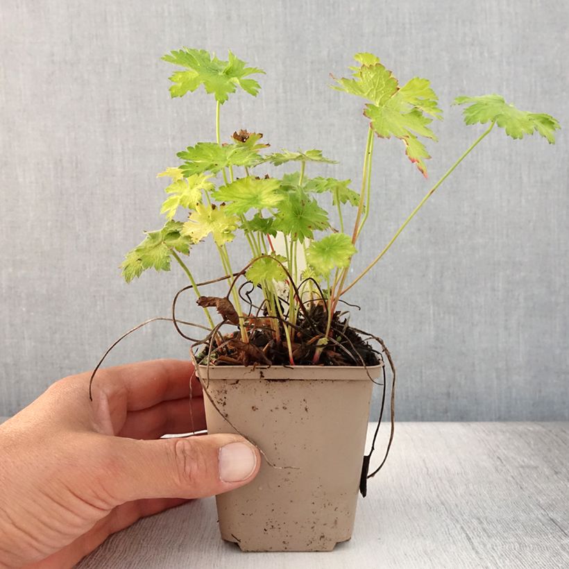 Exemplaar van Geranium magnificum Blue Blood - Ooievaarsbek Kweekpotje van 8/9 cm zoals geleverd in de zomer