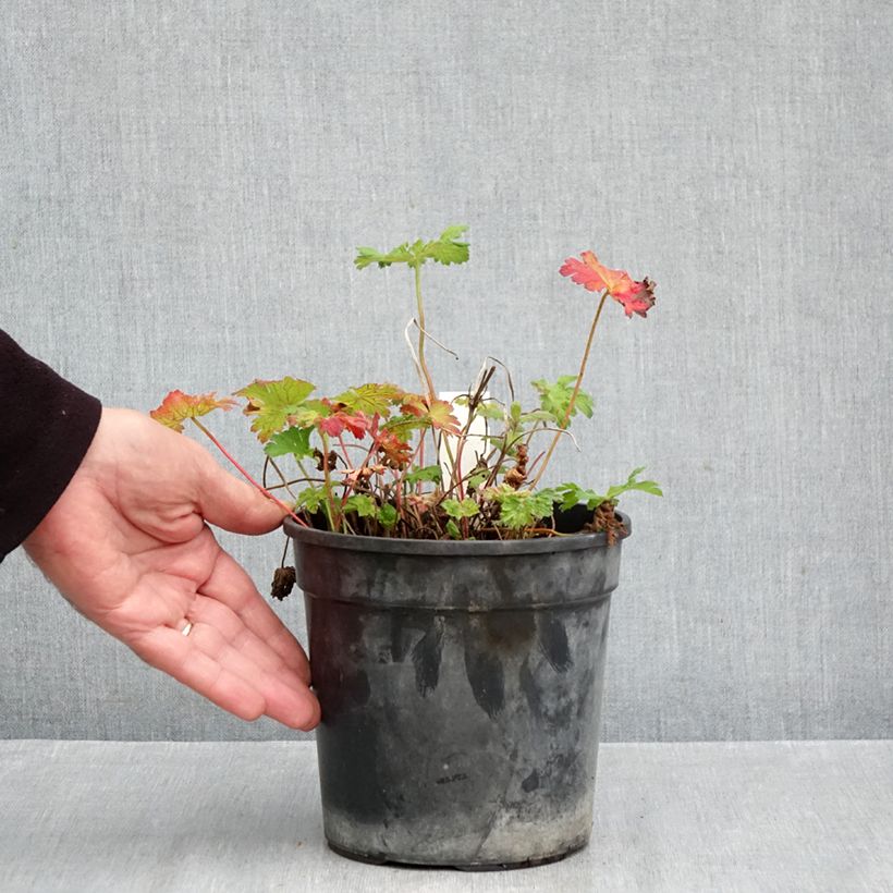 Exemplaar van Geranium magnificum Blue Blood - Ooievaarsbek Pot van 2 l/3 l zoals geleverd in de herfst