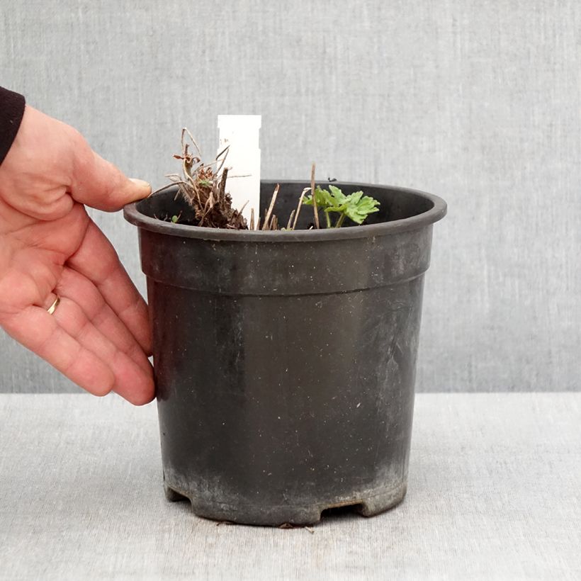 Exemplaar van Geranium magnificum Blue Blood - Ooievaarsbek Pot van 2 l/3 l zoals geleverd in de lente