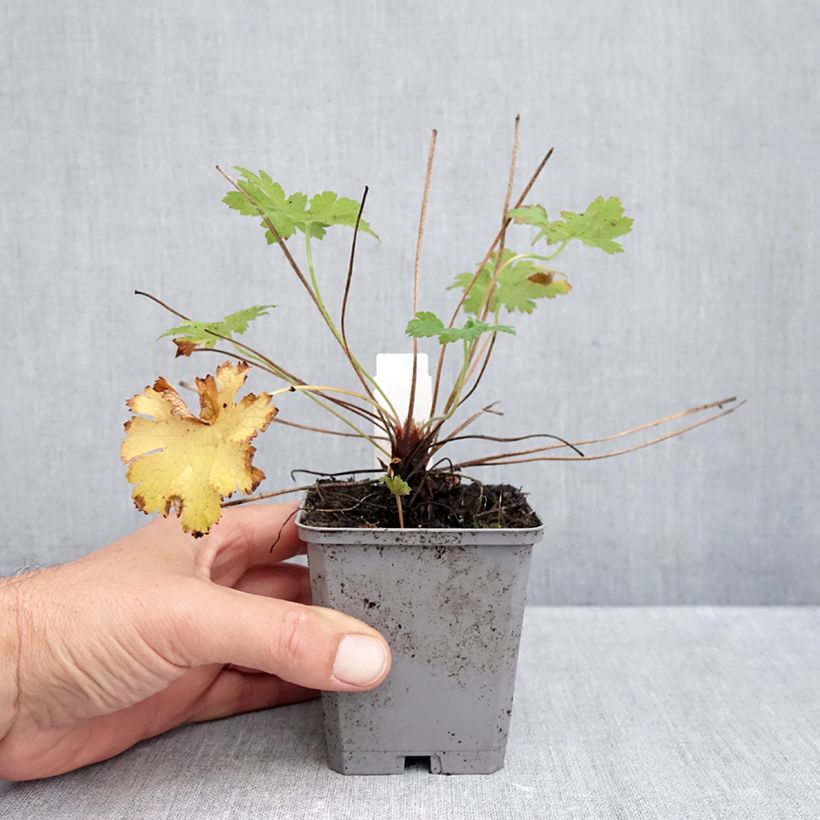 Exemplaar van Geranium magnificum - Ooievaarsbek Kweekpotje van 8/9 cm zoals geleverd in de herfst