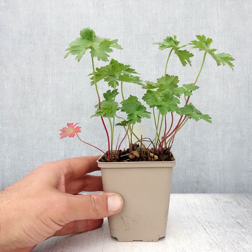 Exemplaar van Geranium magnificum Rosemoor - Ooievaarsbek Kweekpotje van 8/9 cm zoals geleverd in de zomer