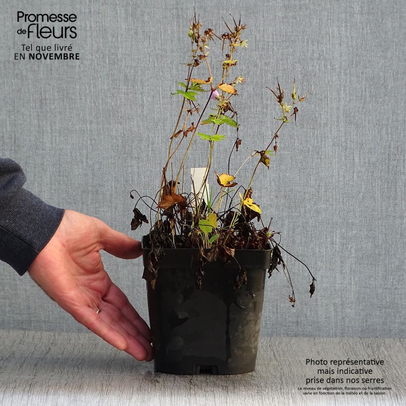 Exemplaar van Geranium nodosum - Ooievaarsbek Pot van 2 l/3 l zoals geleverd in de herfst