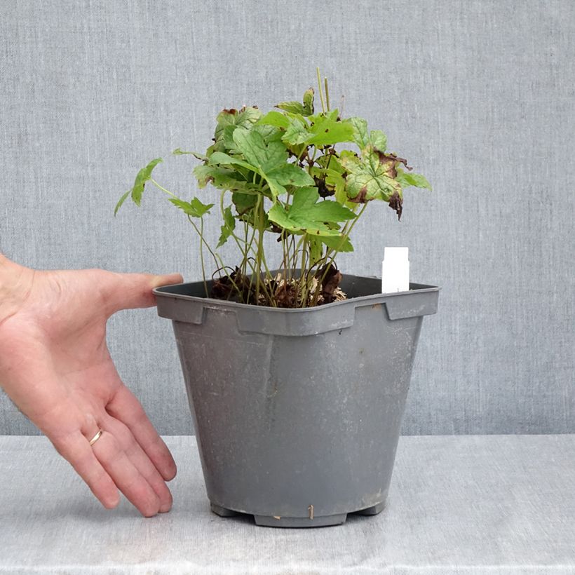 Exemplaar van Geranium nodosum - Ooievaarsbek Pot van 2 l/3 l zoals geleverd in de zomer