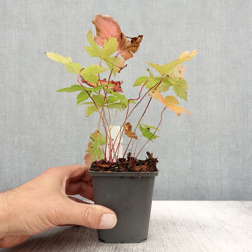 Exemplaar van Geranium nodosum Simon - Ooievaarsbek Kweekpotje van 8/9 cm zoals geleverd in de herfst