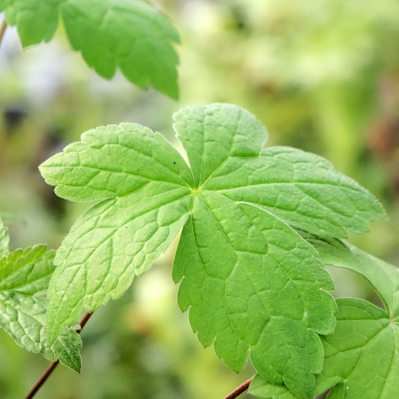 Geranium nodosum Tony's Talisman - Ooievaarsbek (Blad)