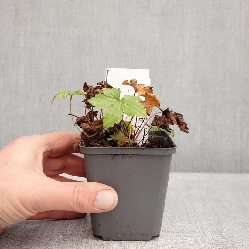 Exemplaar van Geranium nodosum Tony's Talisman - Ooievaarsbek Kweekpotje van 8/9 cm zoals geleverd in de winter