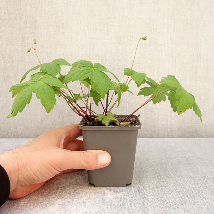 Exemplaar van Geranium nodosum Tony's Talisman - Ooievaarsbek Kweekpotje van 8/9 cm zoals geleverd in de lente