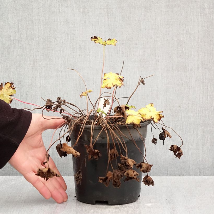 Exemplaar van Geranium Orion - Ooievaarsbek Pot van 2 l/3 l zoals geleverd in de herfst