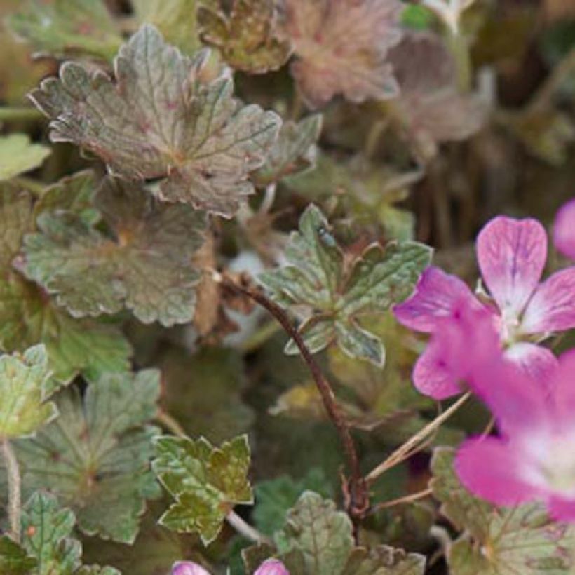 Geranium oxonianum Orkney Cherry - Ooievaarsbek (Blad)