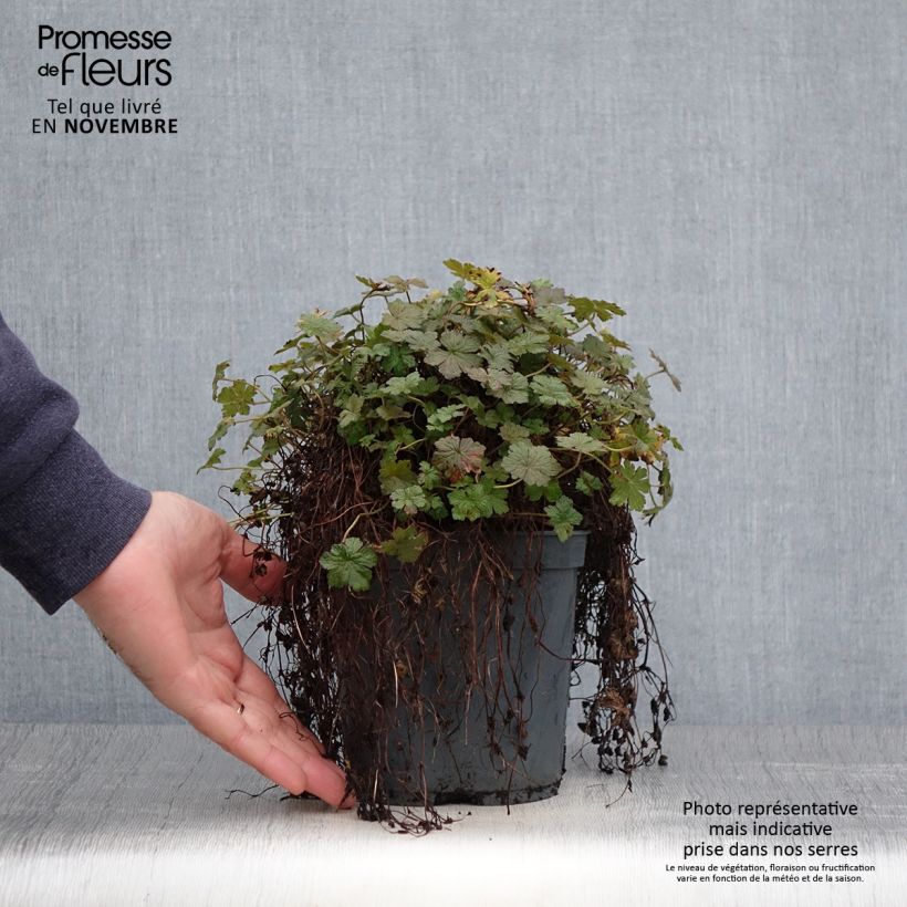 Exemplaar van Geranium oxonianum Orkney Cherry - Ooievaarsbek Pot van 1,5 l/2 l zoals geleverd in de herfst