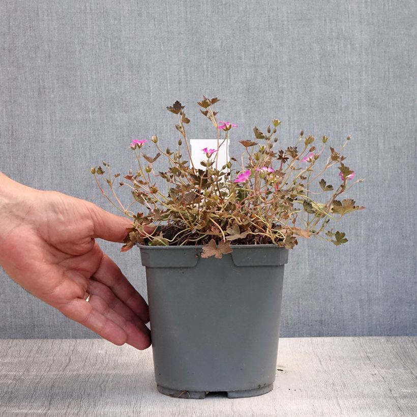 Exemplaar van Geranium oxonianum Orkney Cherry - Ooievaarsbek Pot van 1,5 l/2 l zoals geleverd in de zomer