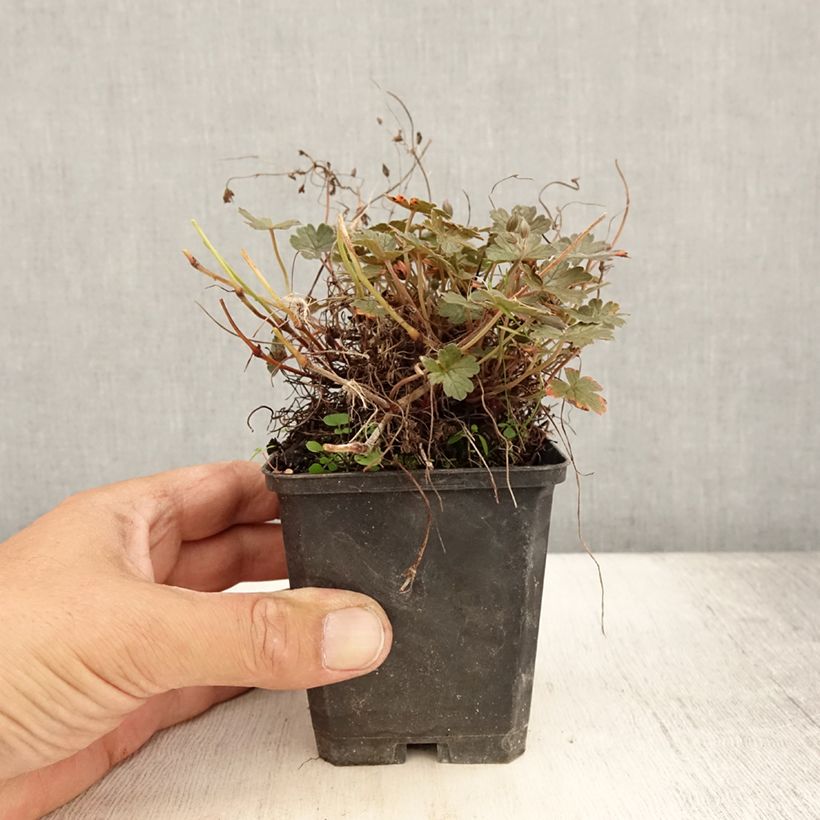 Exemplaar van Geranium oxonianum Orkney Cherry - Ooievaarsbek Kweekpotje van 8/9 cm zoals geleverd in de zomer