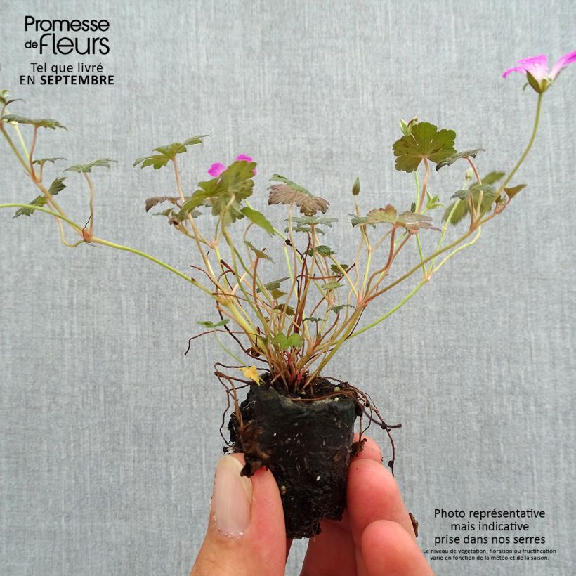 Exemplaar van Geranium oxonianum Orkney Cherry - Ooievaarsbek Mini-mot Ø 3/4 cm zoals geleverd in de herfst