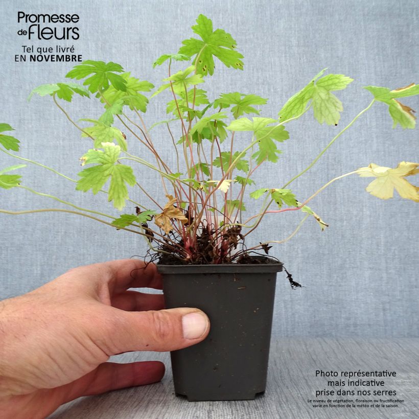 Exemplaar van Géranium vivace oxonianum Ankum's White Godet de 8/9 cm zoals geleverd in de herfst