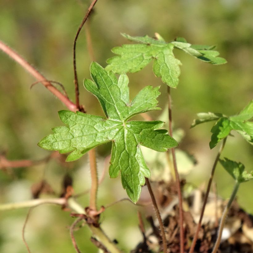 Geranium Ankum's White (zaad) (Blad)