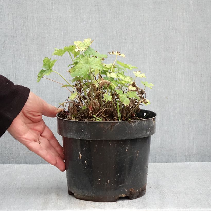 Exemplaar van Geranium oxonianum Claridge Druce - Ooievaarsbek Pot van 2 l/3 l zoals geleverd in de herfst