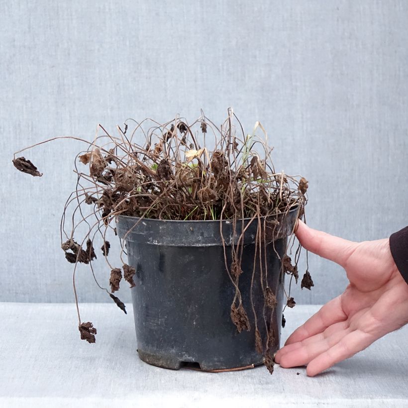 Exemplaar van Geranium oxonianum Claridge Druce - Ooievaarsbek Pot van 2 l/3 l zoals geleverd in de winter