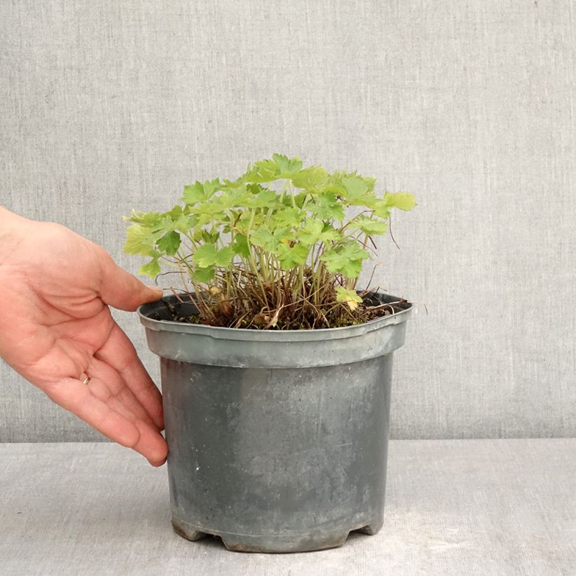 Exemplaar van Geranium oxonianum Claridge Druce - Ooievaarsbek Pot van 2 l/3 l zoals geleverd in de lente