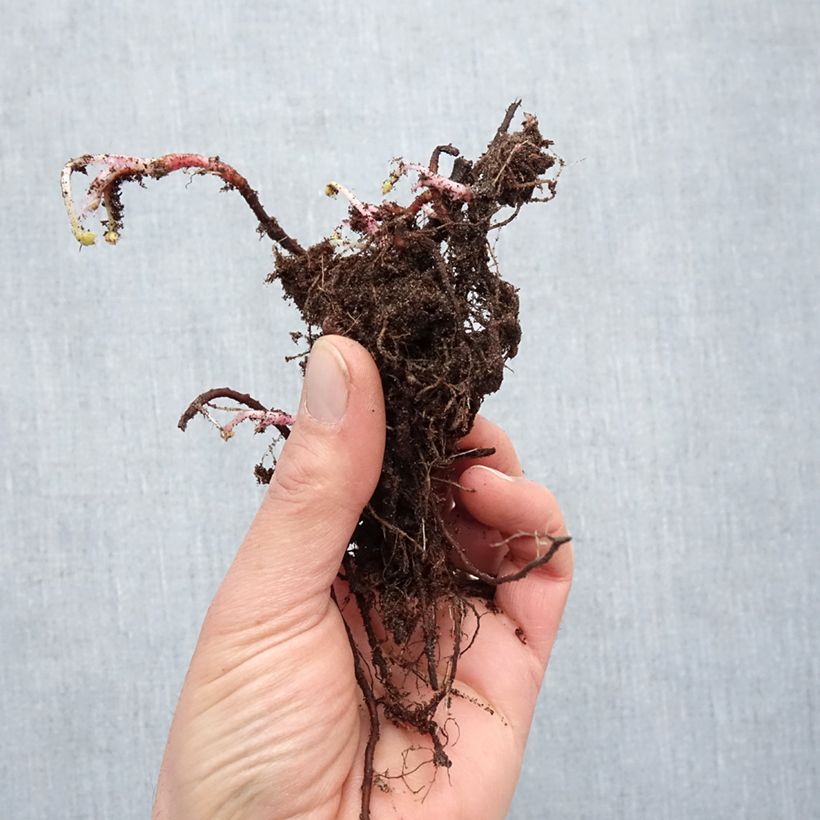 Exemplaar van Geranium oxonianum Claridge Druce - Ooievaarsbek Naakte wortel zoals geleverd in de winter