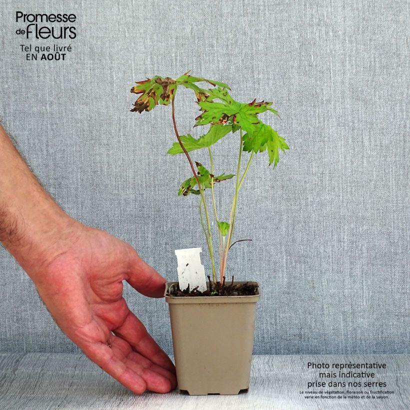 Exemplaar van Geranium oxonianum thurstonianum - Dubbele ooievaarsbek Kweekpotje van 8/9 cm zoals geleverd in de zomer