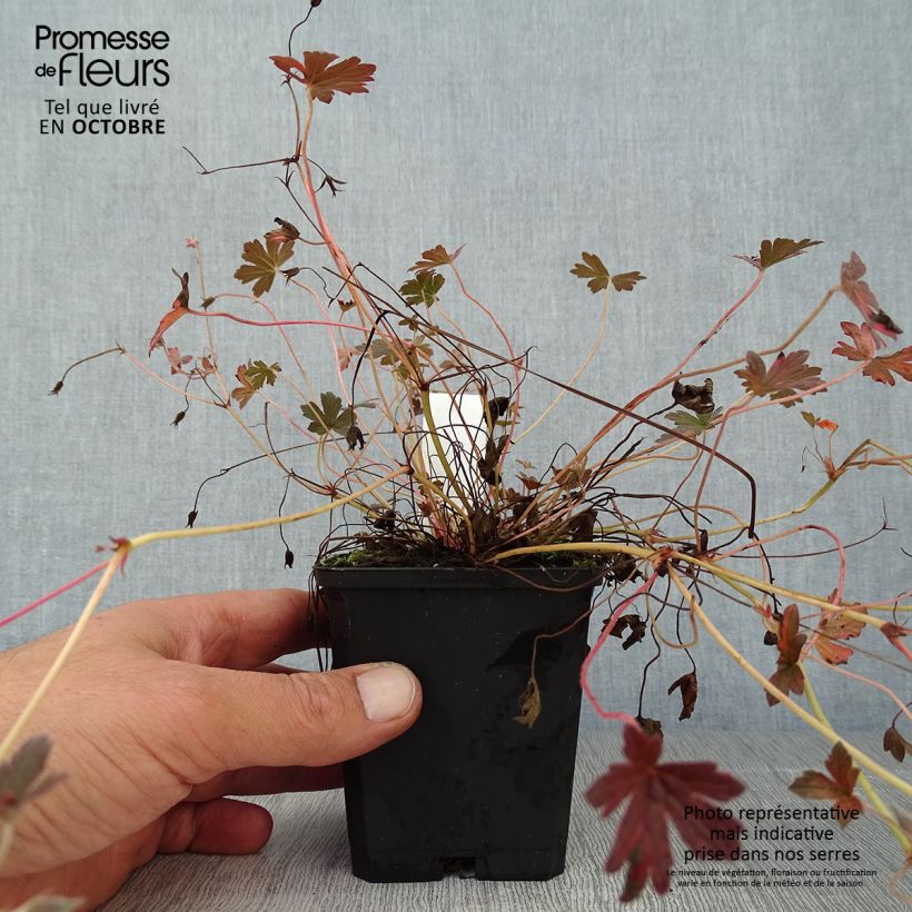 Exemplaar van Geranium oxonianum Sanne - Ooievaarsbek Kweekpotje van 8/9 cm zoals geleverd in de herfst