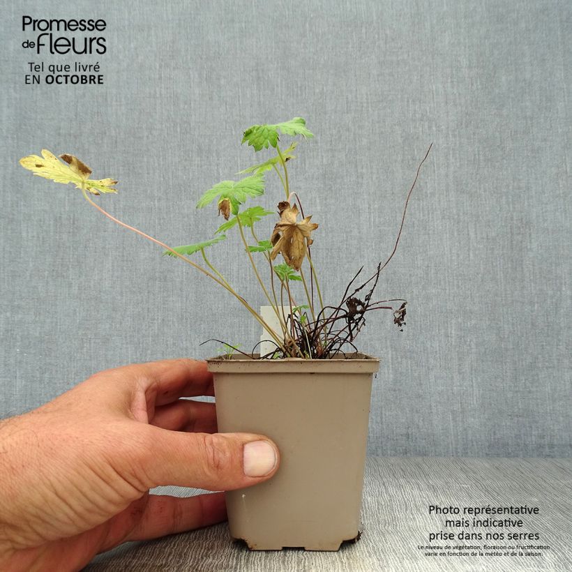 Exemplaar van Geranium oxonianum Sherwood - Ooievaarsbek (zaad) Kweekpotje van 8/9 cm zoals geleverd in de herfst