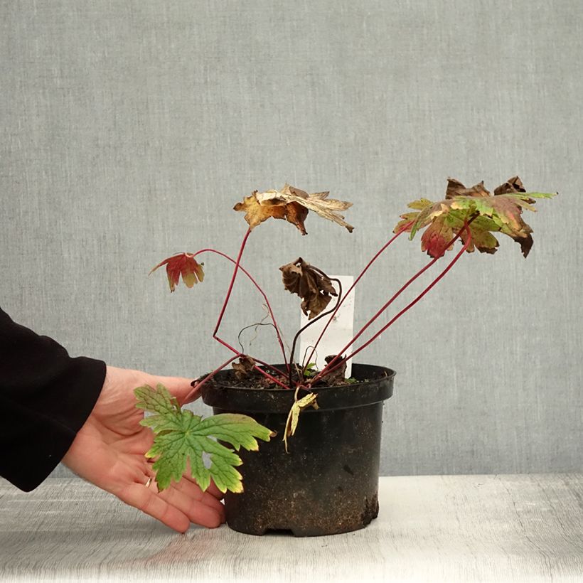 Exemplaar van Geranium Patricia - ooievaarsbek Pot van 1,5 l/2 l zoals geleverd in de herfst