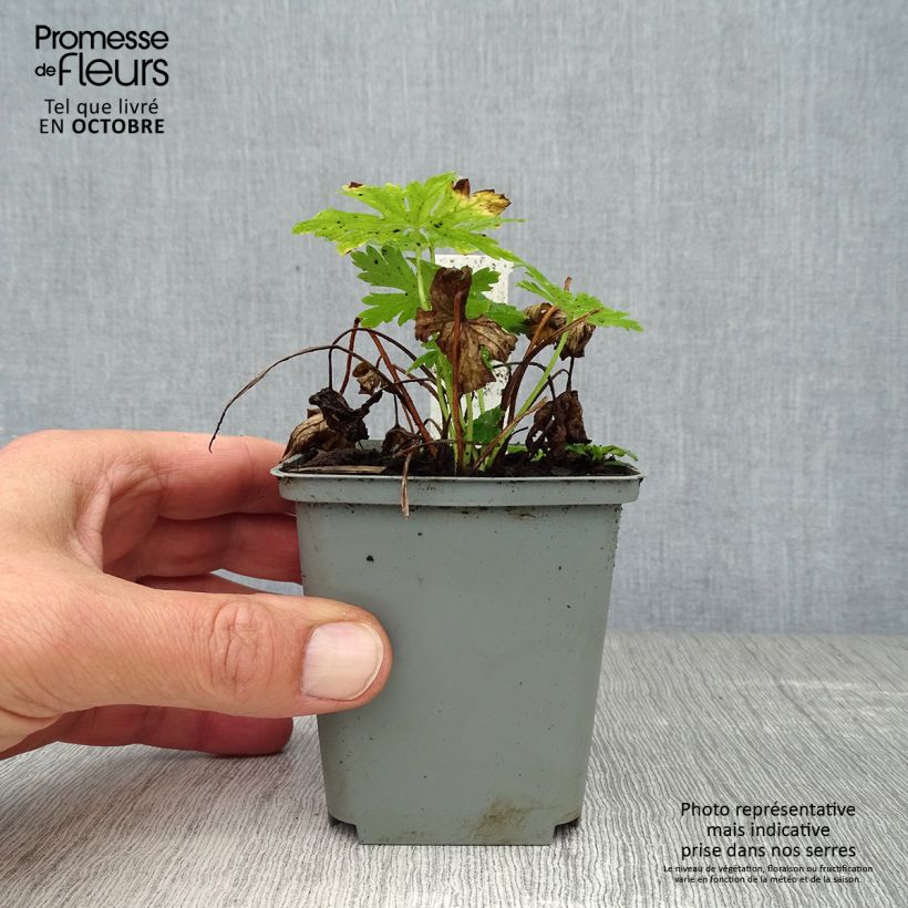 Exemplaar van Geranium phaeum Album - Donkere ooievaarsbek Kweekpotje van 8/9 cm zoals geleverd in de herfst