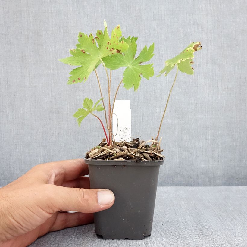 Exemplaar van Geranium phaeum Angelina - Donkere ooievaarsbek Kweekpotje van 8/9 cm zoals geleverd in de zomer