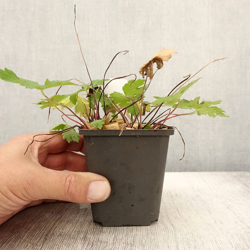 Exemplaar van Geranium phaeum Angelina - Donkere ooievaarsbek Kweekpotje van 8/9 cm zoals geleverd in de herfst