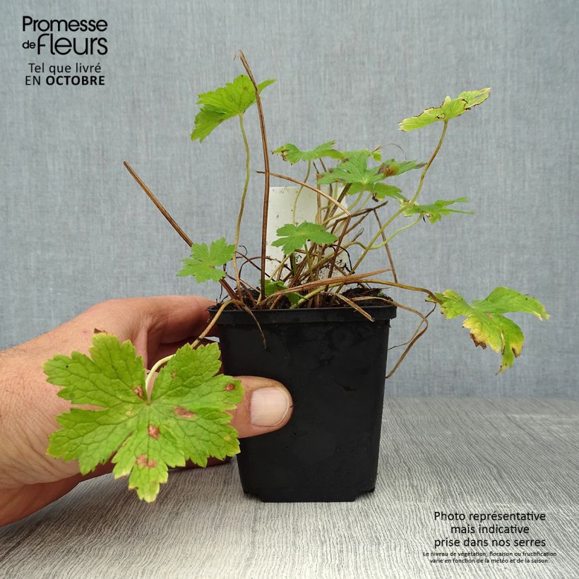 Exemplaar van Geranium phaeum - Donkere ooievaarsbek Kweekpotje van 8/9 cm zoals geleverd in de herfst