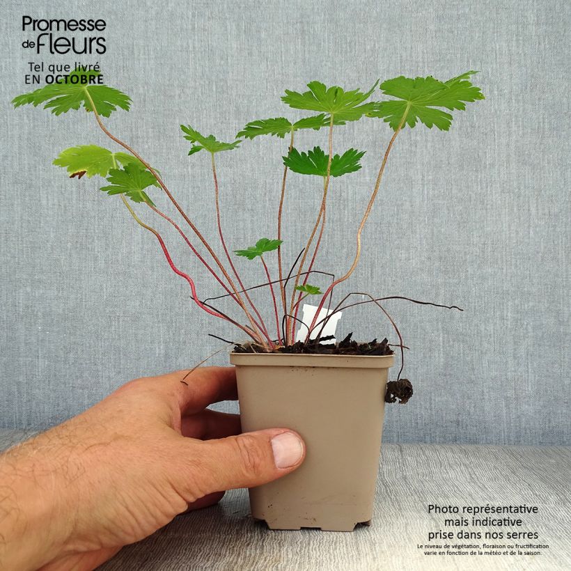 Exemplaar van Geranium phaeum Mourning Widow - Donkere ooievaarsbek Kweekpotje van 8/9 cm zoals geleverd in de herfst
