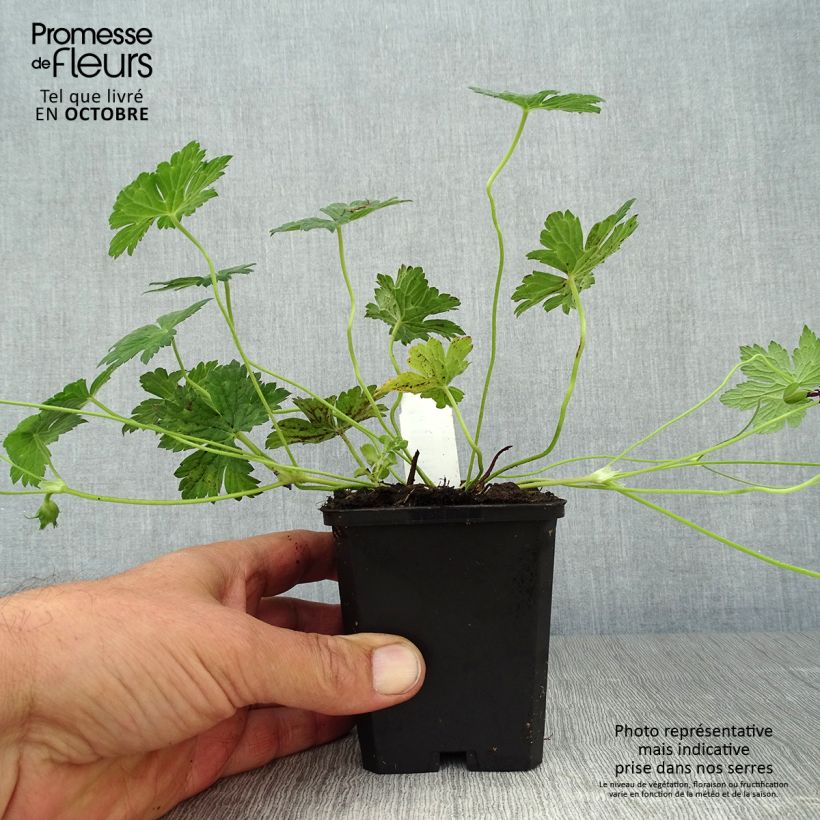Exemplaar van Geranium Pink Penny - Ooievaarsbek Kweekpotje van 8/9 cm zoals geleverd in de herfst