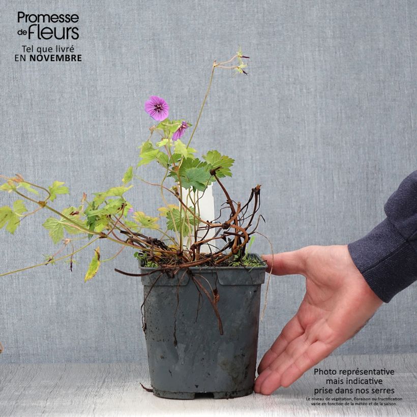 Exemplaar van Geranium Pink Penny - Ooievaarsbek Pot van 2 l/3 l zoals geleverd in de herfst