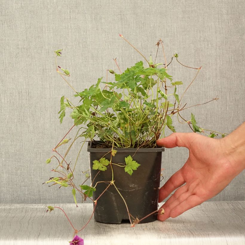 Exemplaar van Geranium Pink Penny - Ooievaarsbek Pot van 2 l/3 l zoals geleverd in de zomer