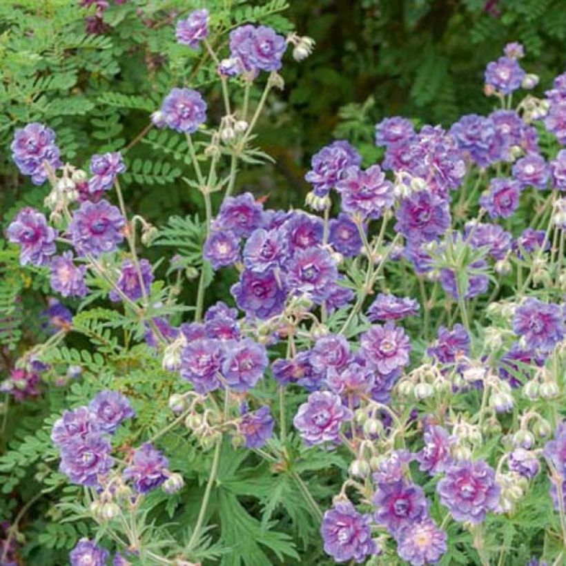 Geranium pratense Plenum Violaceum - Beemdooievaarsbek (Groeiplaats)