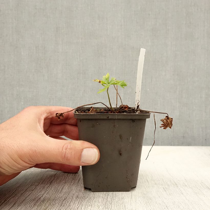 Exemplaar van Geranium pratense Algera Double - Beemdooievaarsbek Kweekpotje van 8/9 cm zoals geleverd in de herfst