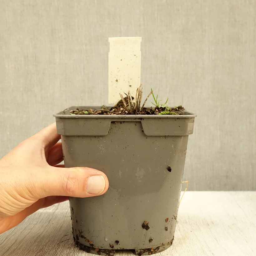 Exemplaar van Geranium pratense Algera Double - Beemdooievaarsbek Pot van 2 l/3 l zoals geleverd in de herfst