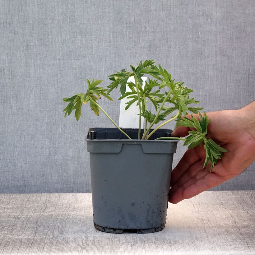 Exemplaar van Geranium pratense Algera Double - Beemdooievaarsbek Pot van 2 l/3 l zoals geleverd in de zomer