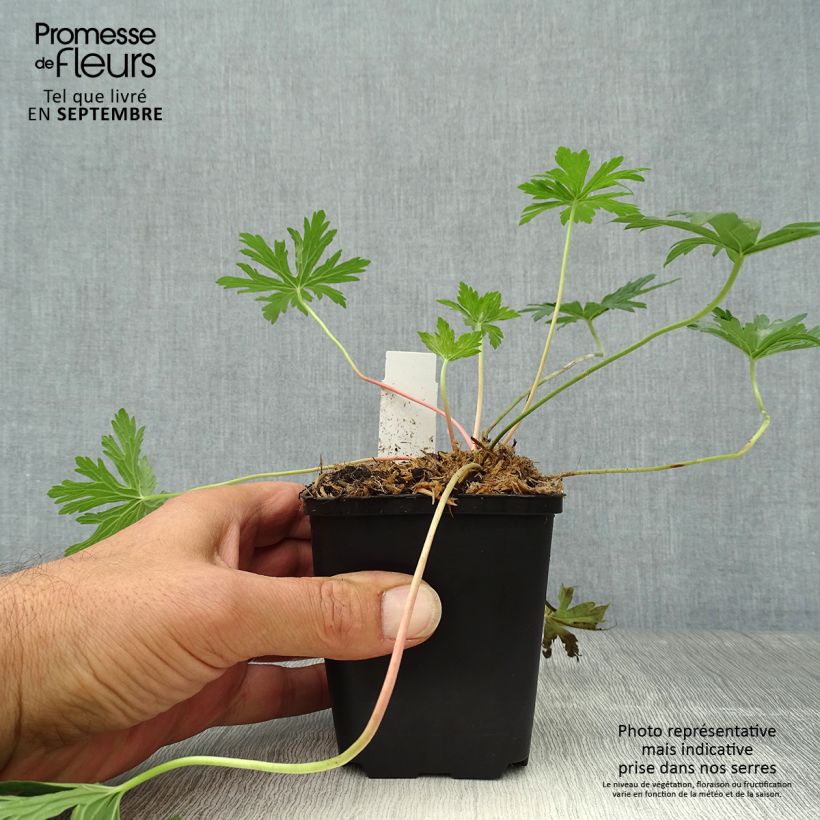 Exemplaar van Geranium pratense Cloud Nine - Beemdooievaarsbek Kweekpotje van 8/9 cm zoals geleverd in de herfst